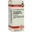 Harpagophytum Procumbens C 30 Globuli